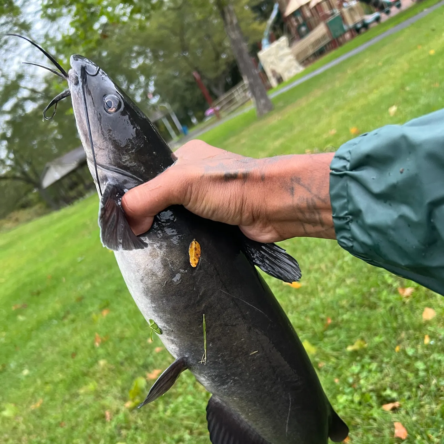 Channel catfish caught on Fishbrain