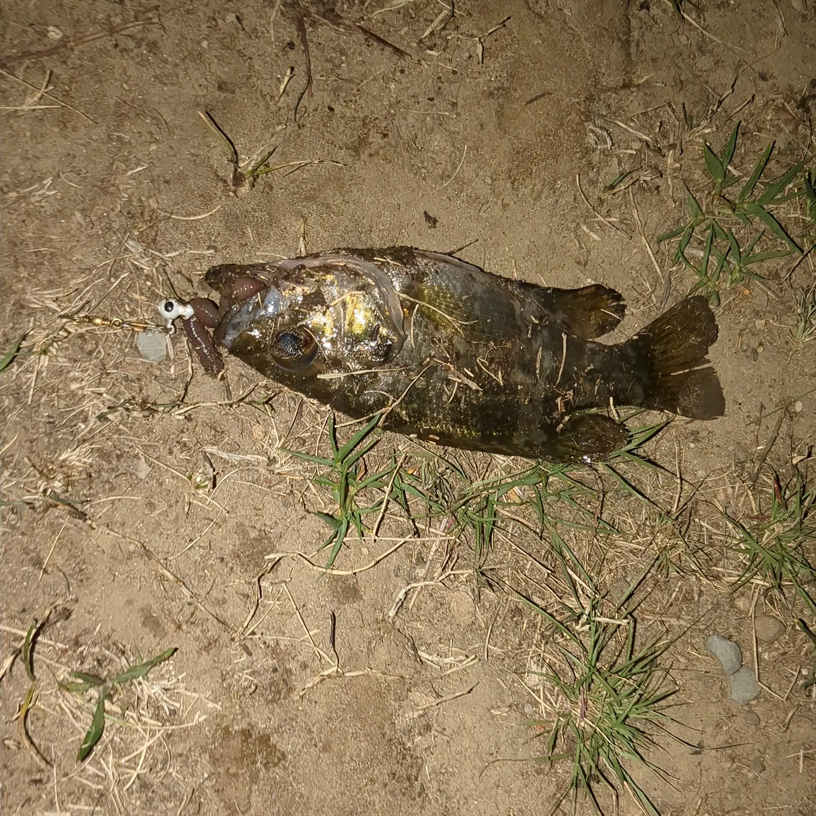 Rock bass caught on Fishbrain