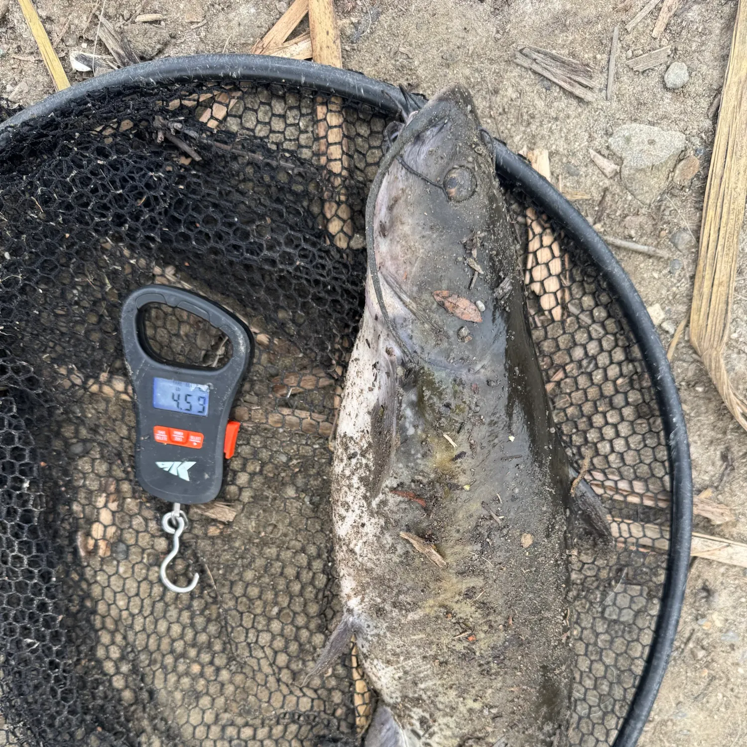 Channel catfish caught on Fishbrain