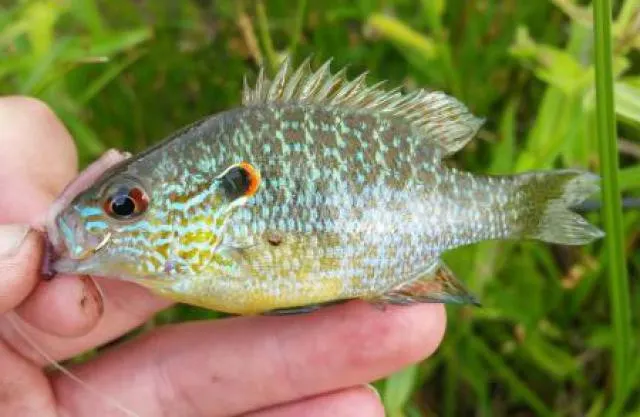 Post image from codyhough