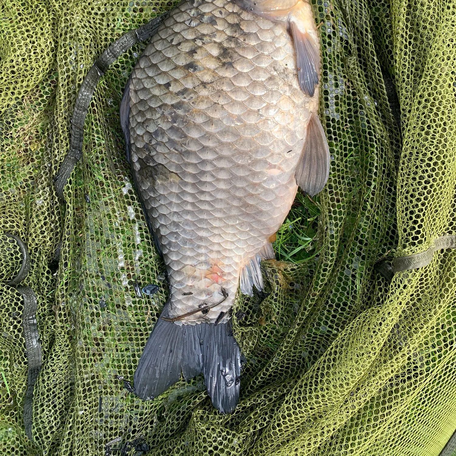 The most recent Prussian carp catches on Fishbrain