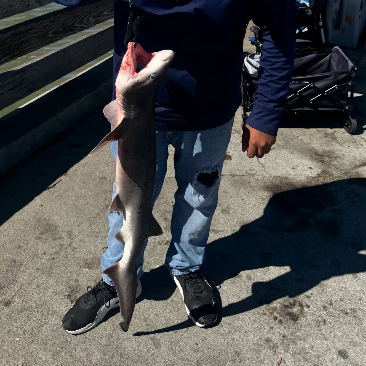 The most recent Broadnose sevengill shark catches on Fishbrain