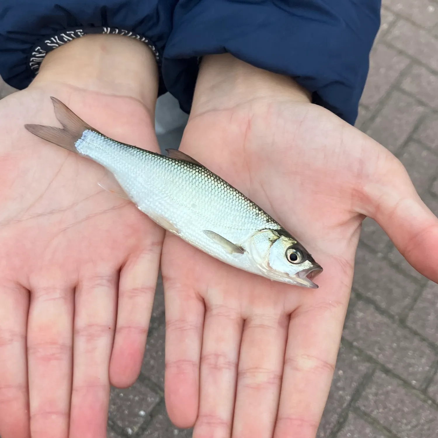 Fish caught on Fishbrain