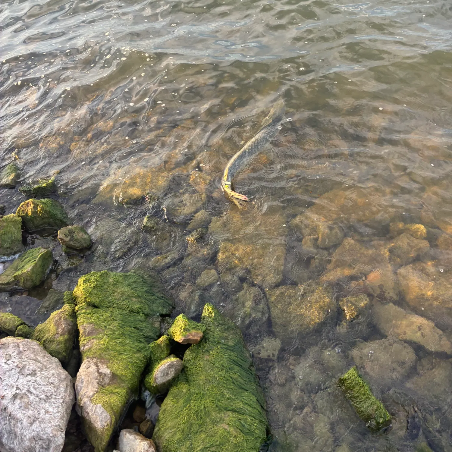 Alligator gar caught on Fishbrain
