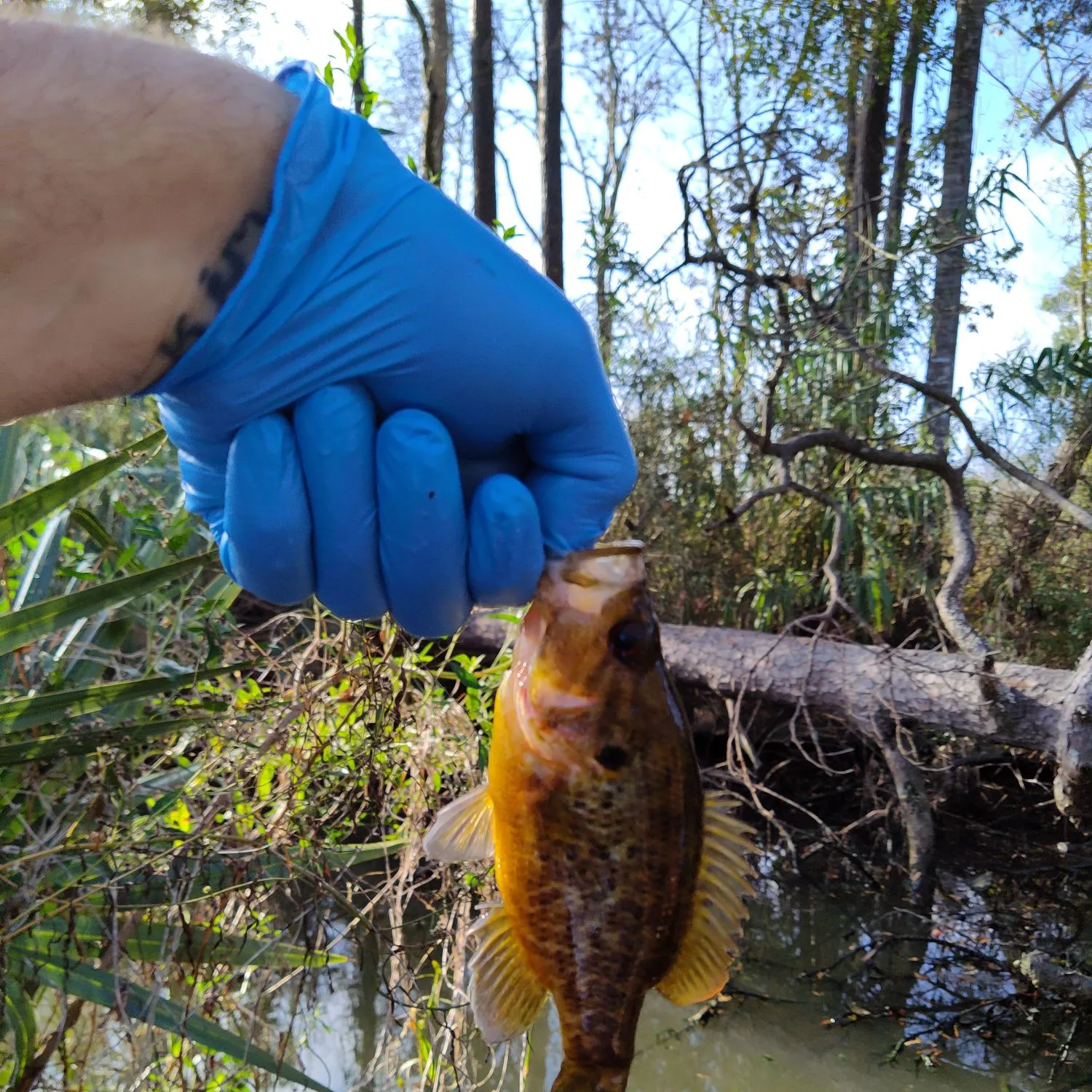 The most recent Warmouth catches on Fishbrain