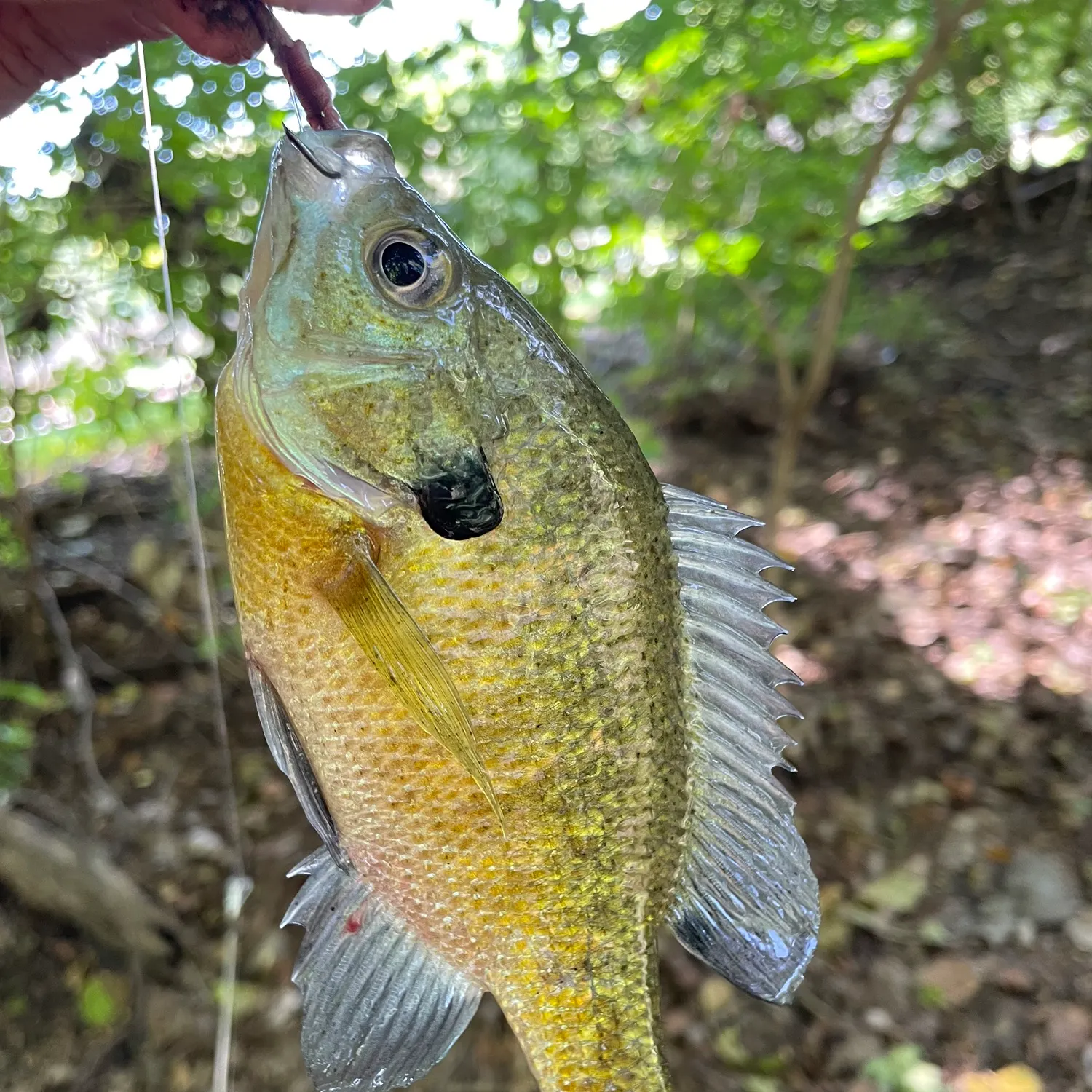 Bluegill caught on Fishbrain