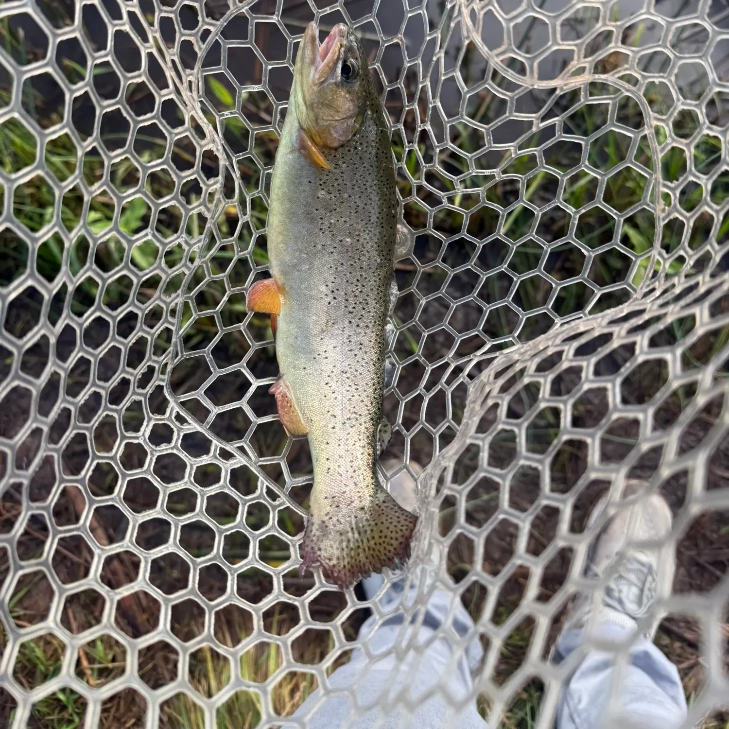 Apache trout caught on Fishbrain