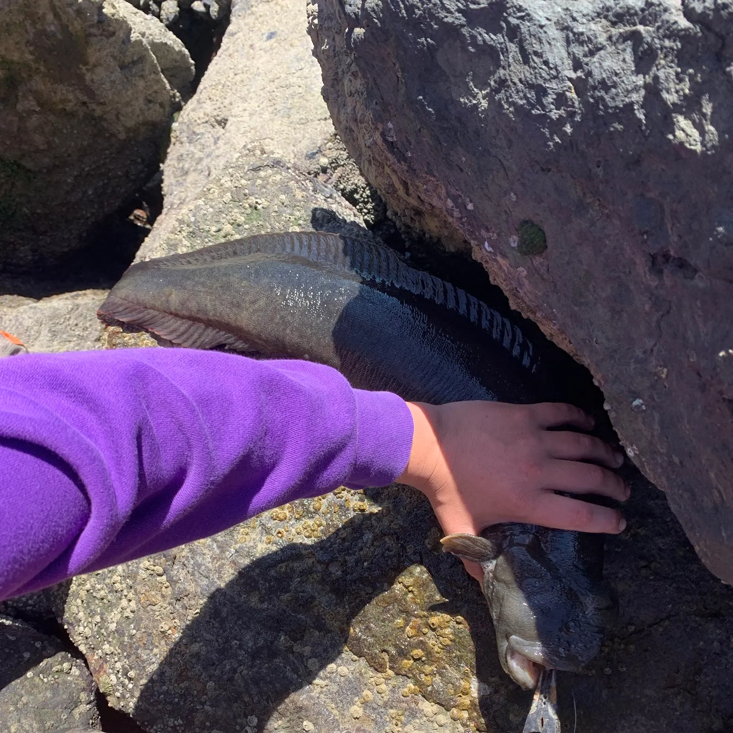 The most recent Monkeyface prickleback catches on Fishbrain