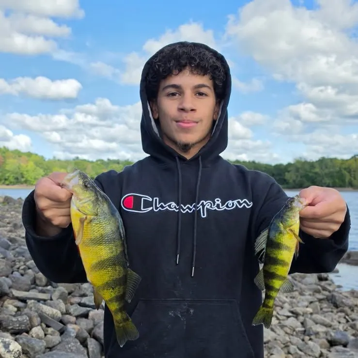 Yellow perch caught on Fishbrain