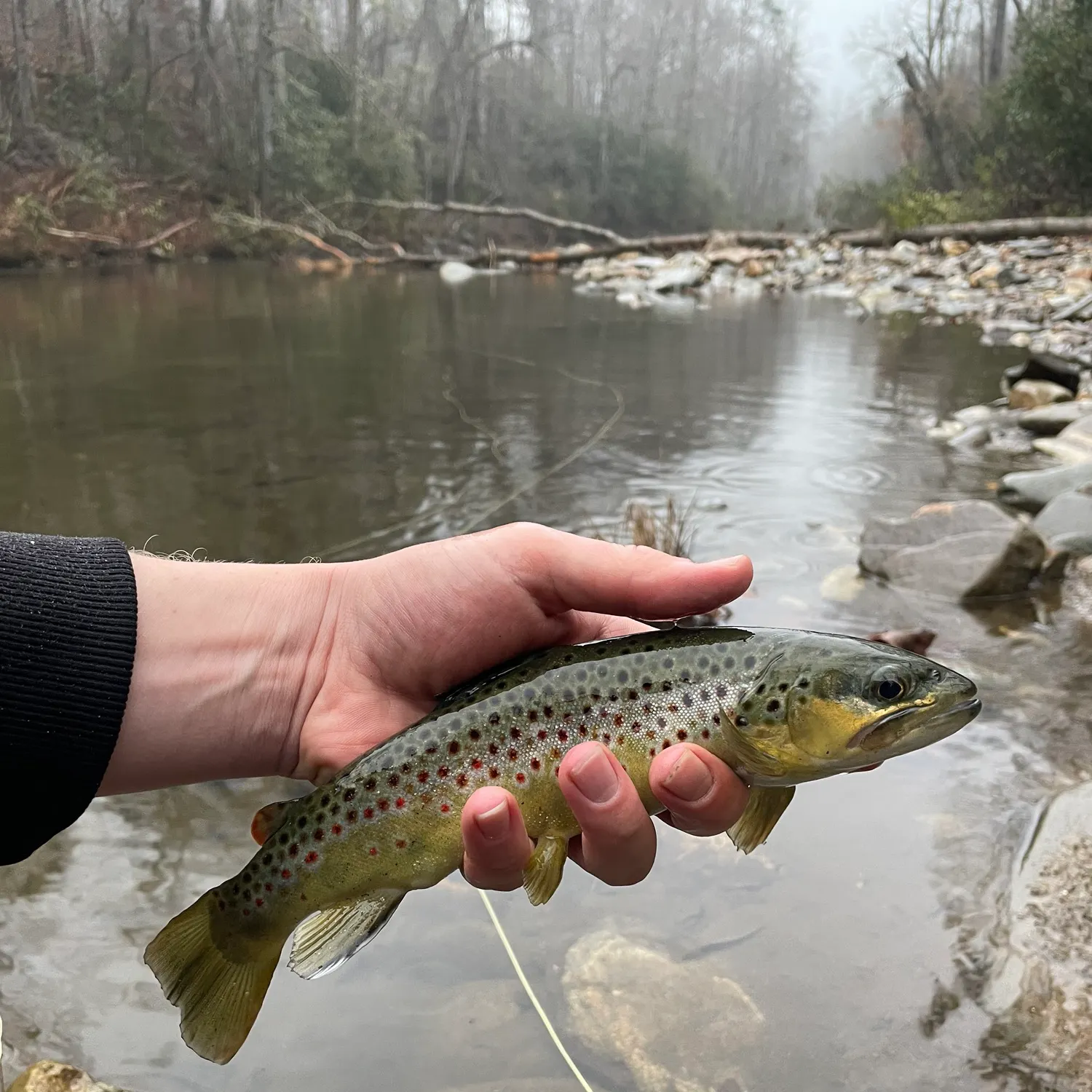 recently logged catches