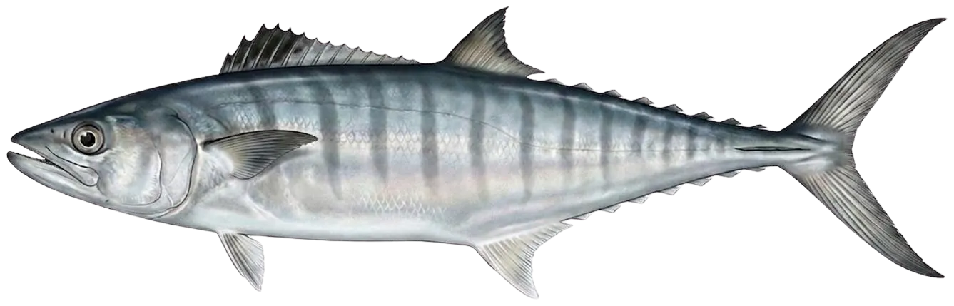 Broadbarred king mackerel