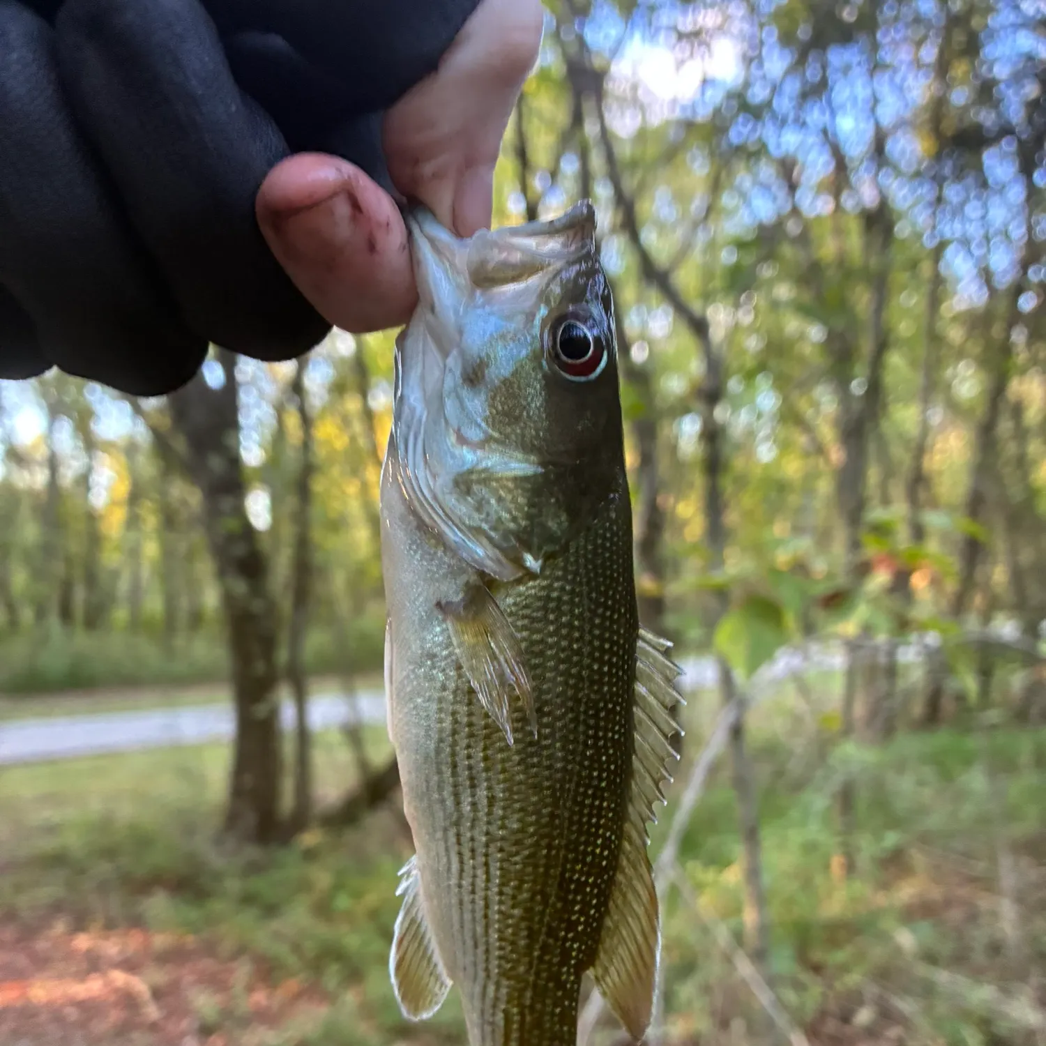 Spotted bass caught on Fishbrain