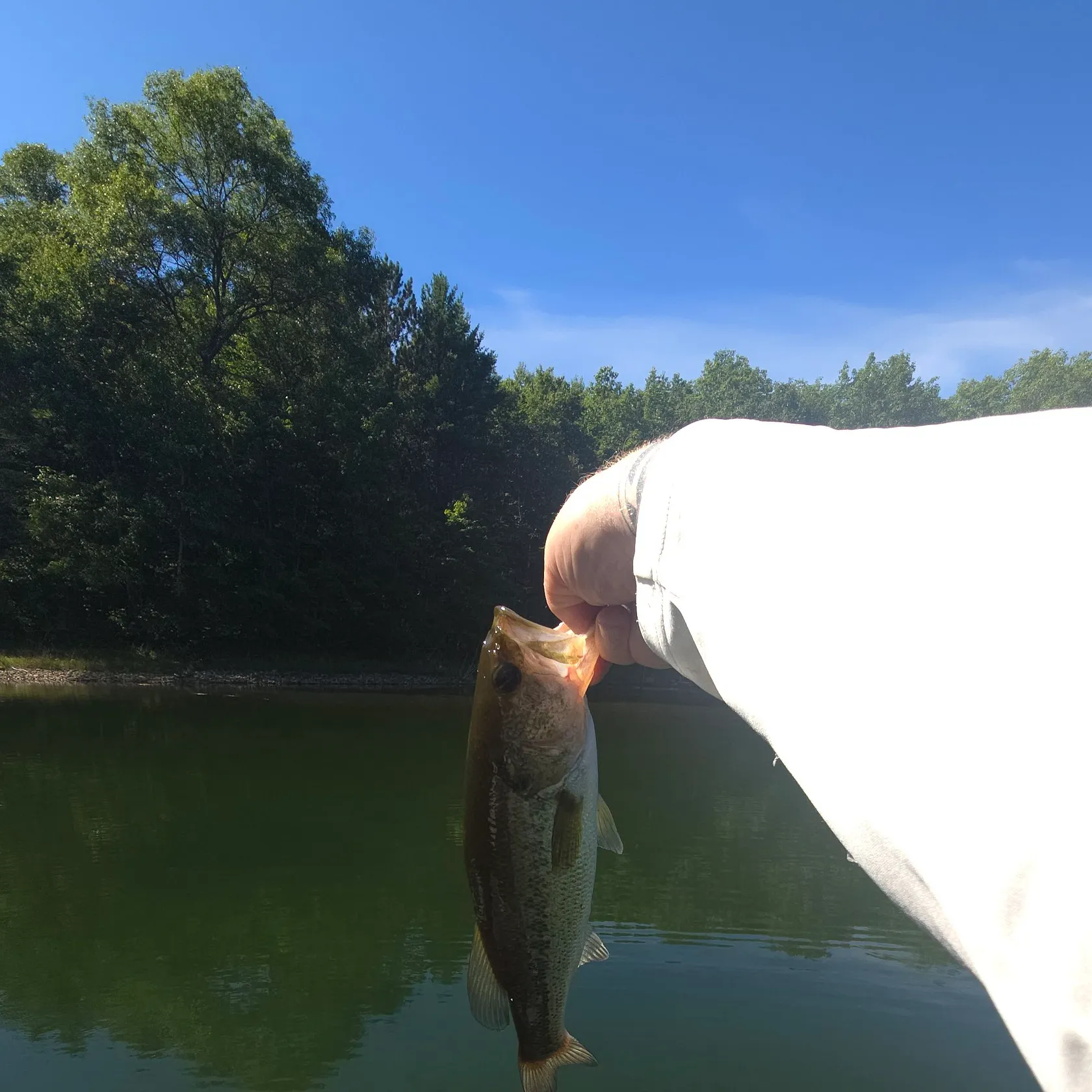 Largemouth bass caught on Fishbrain
