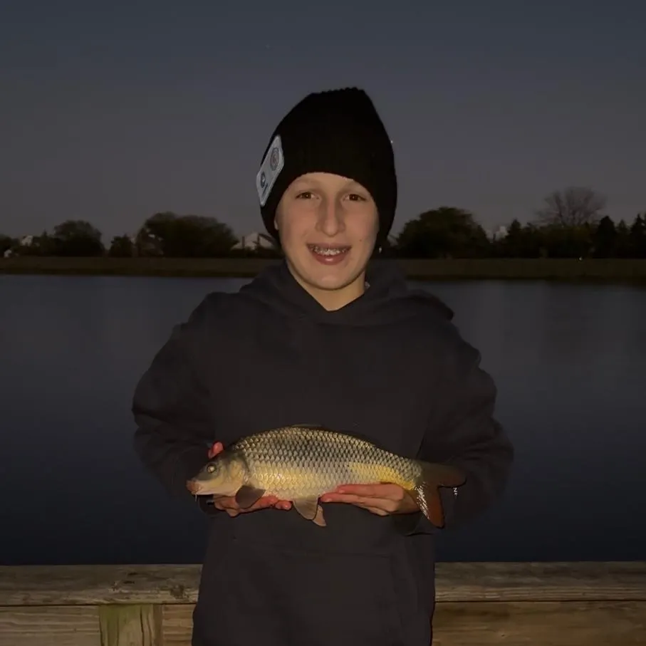 Common carp caught on Fishbrain