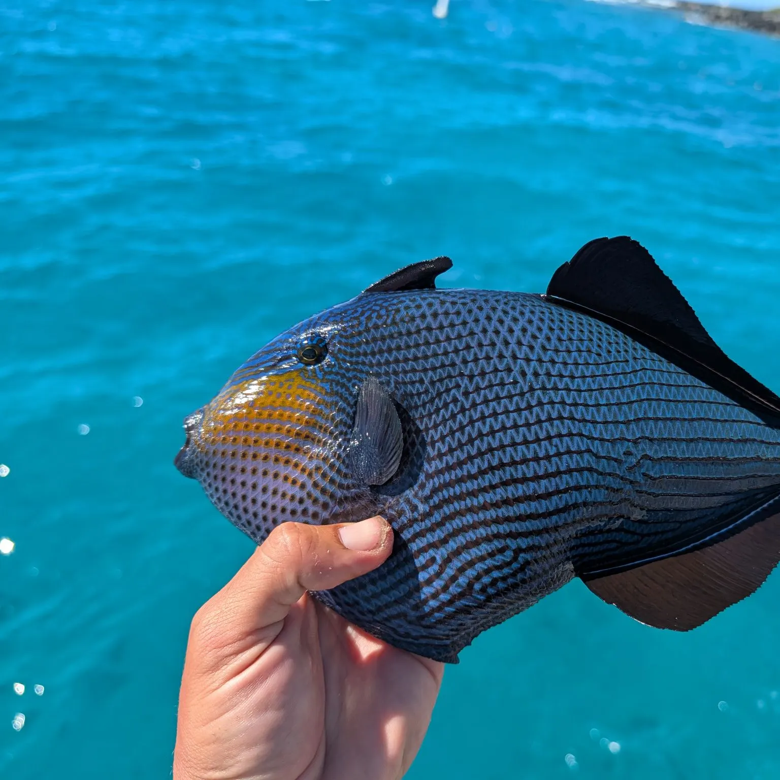 The most recent Black triggerfish catches on Fishbrain