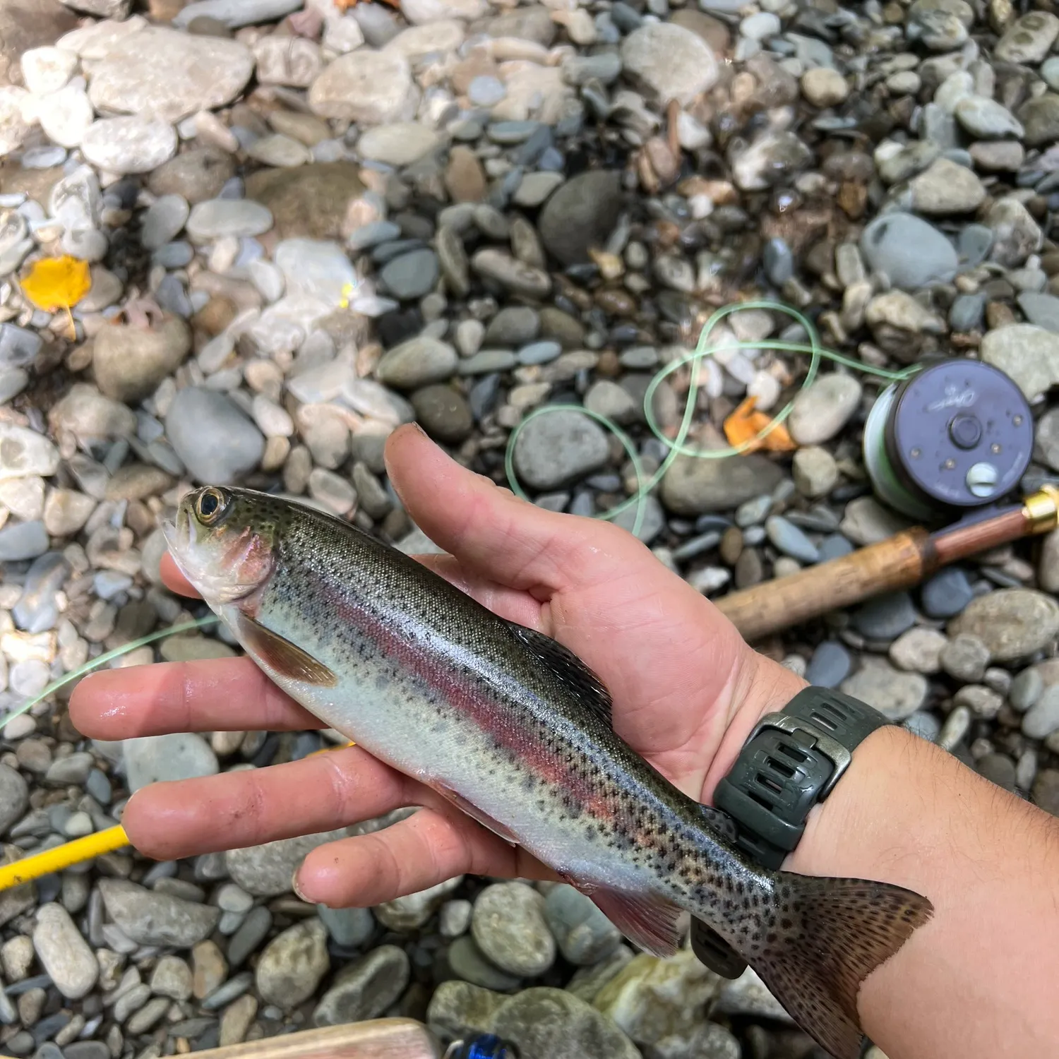 Rainbow trout caught on Fishbrain