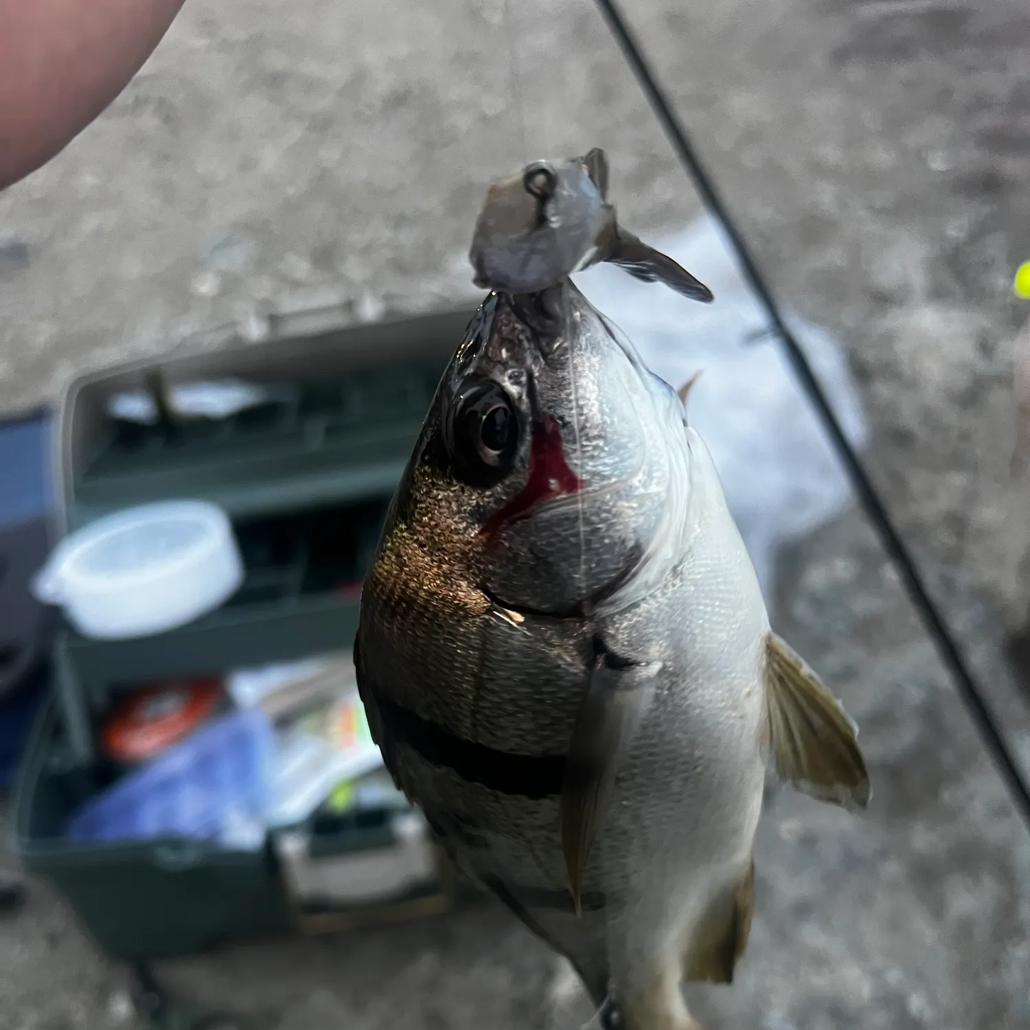 Moses perch caught on Fishbrain