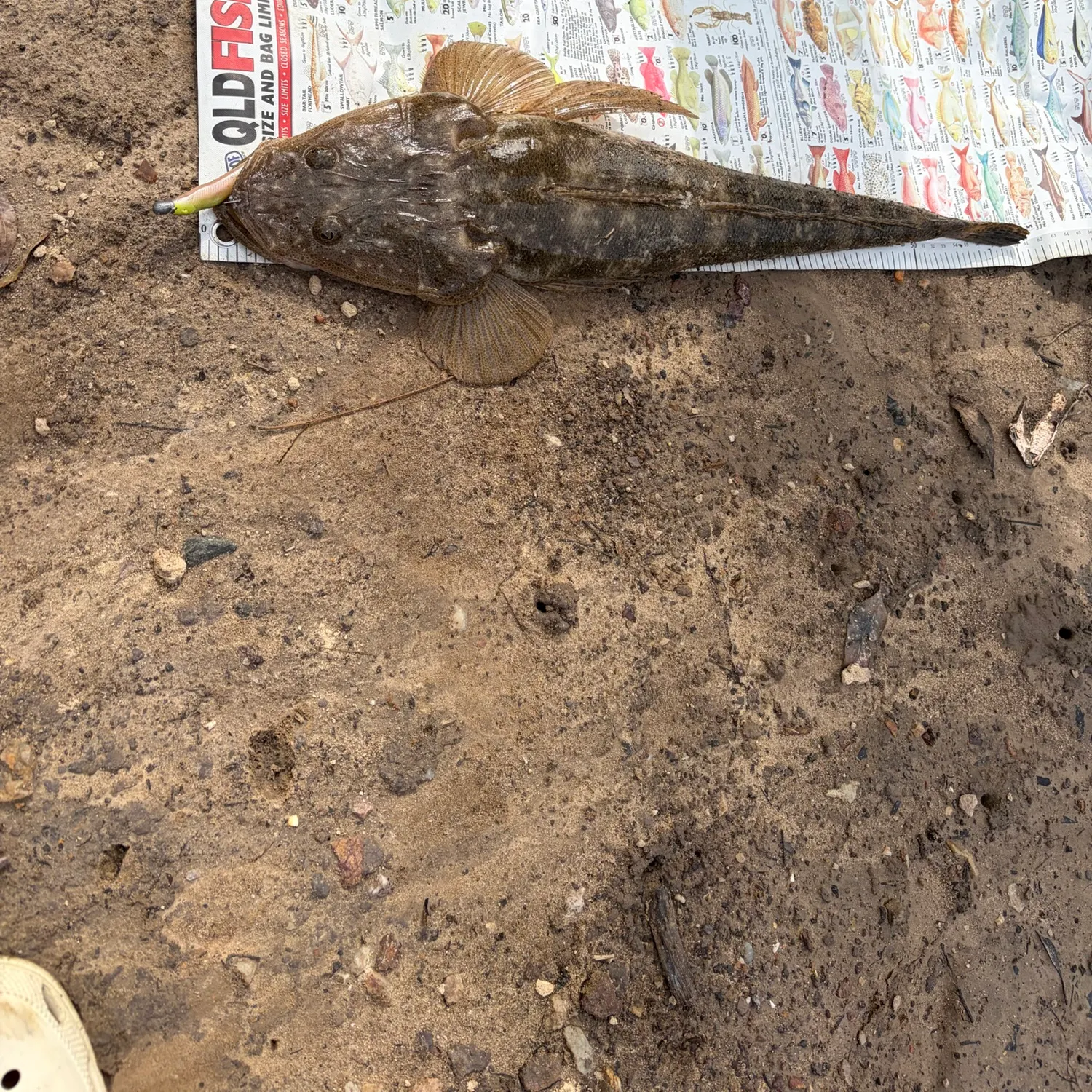 Dusky flathead caught on Fishbrain