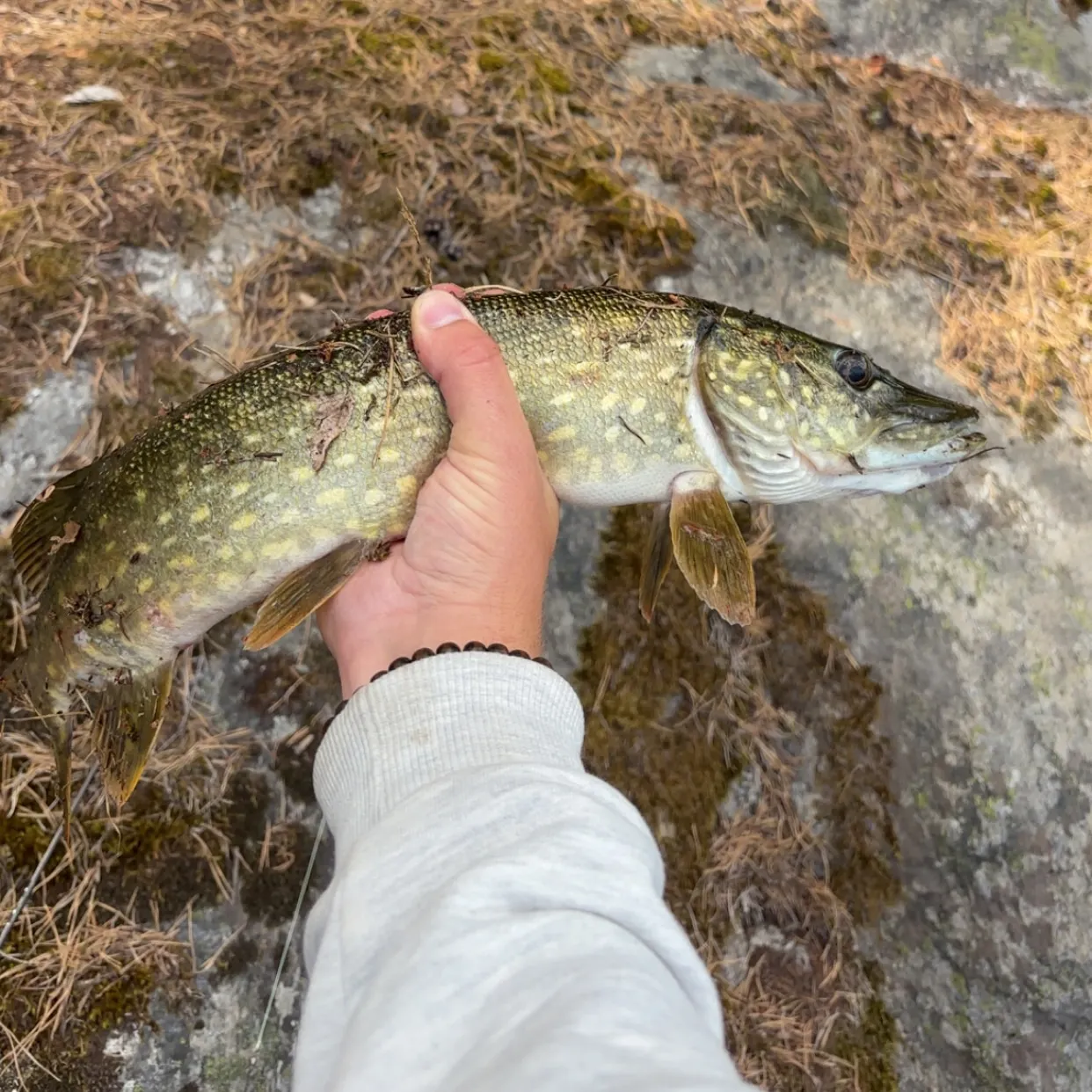 Northern pike caught on Fishbrain