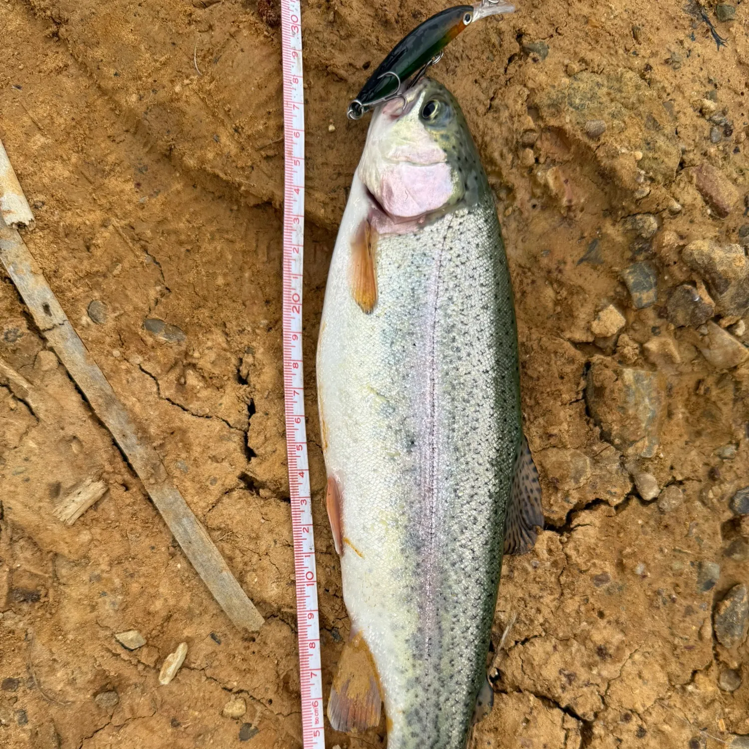 Rainbow trout caught on Fishbrain