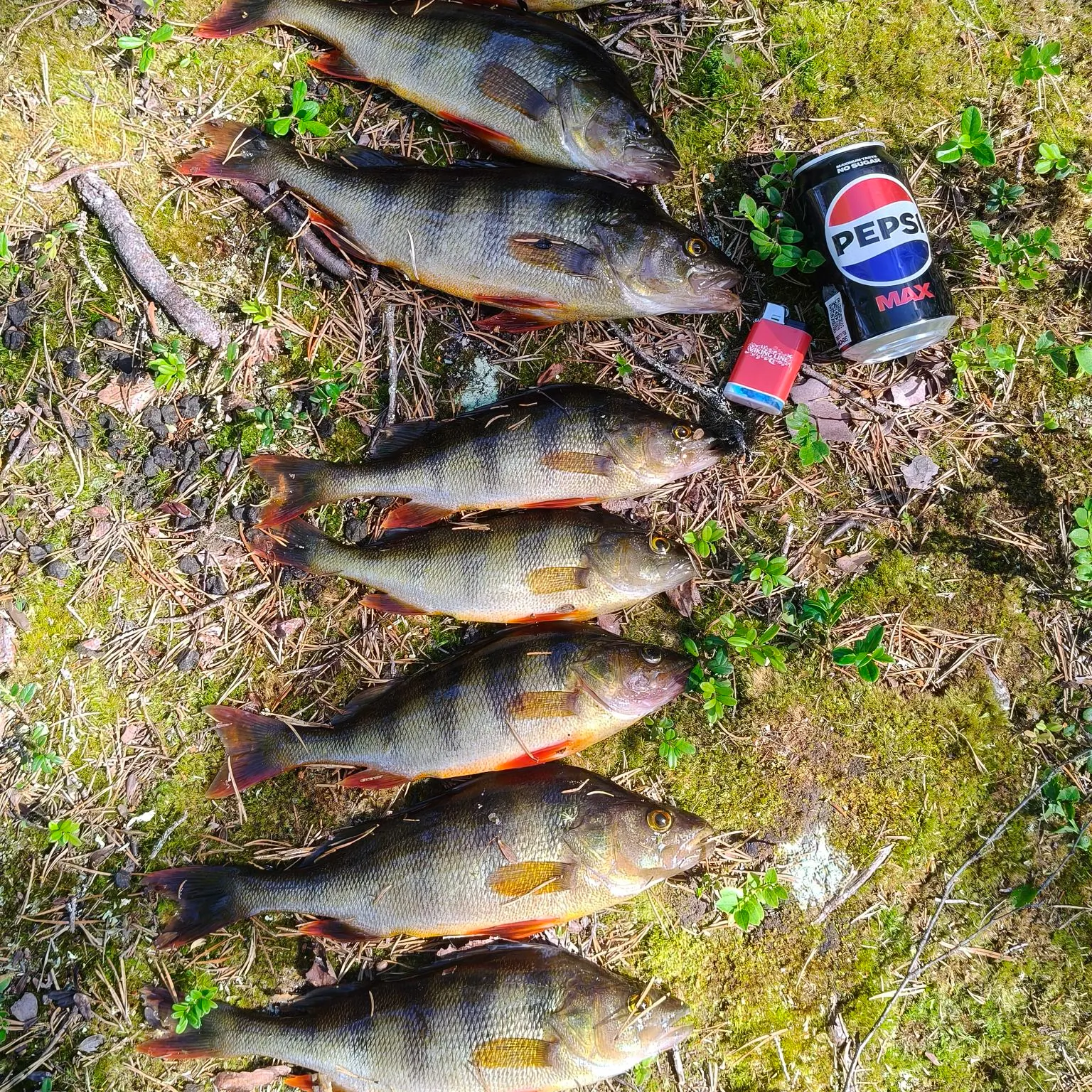 Fish caught on Fishbrain
