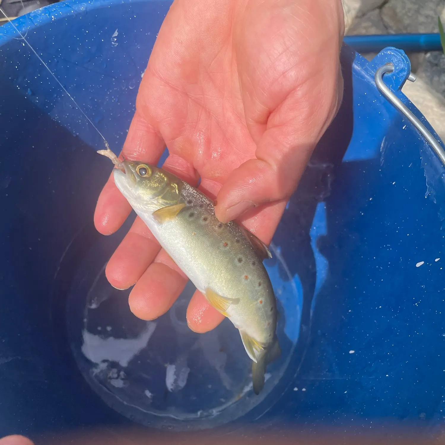 Brown trout caught on Fishbrain