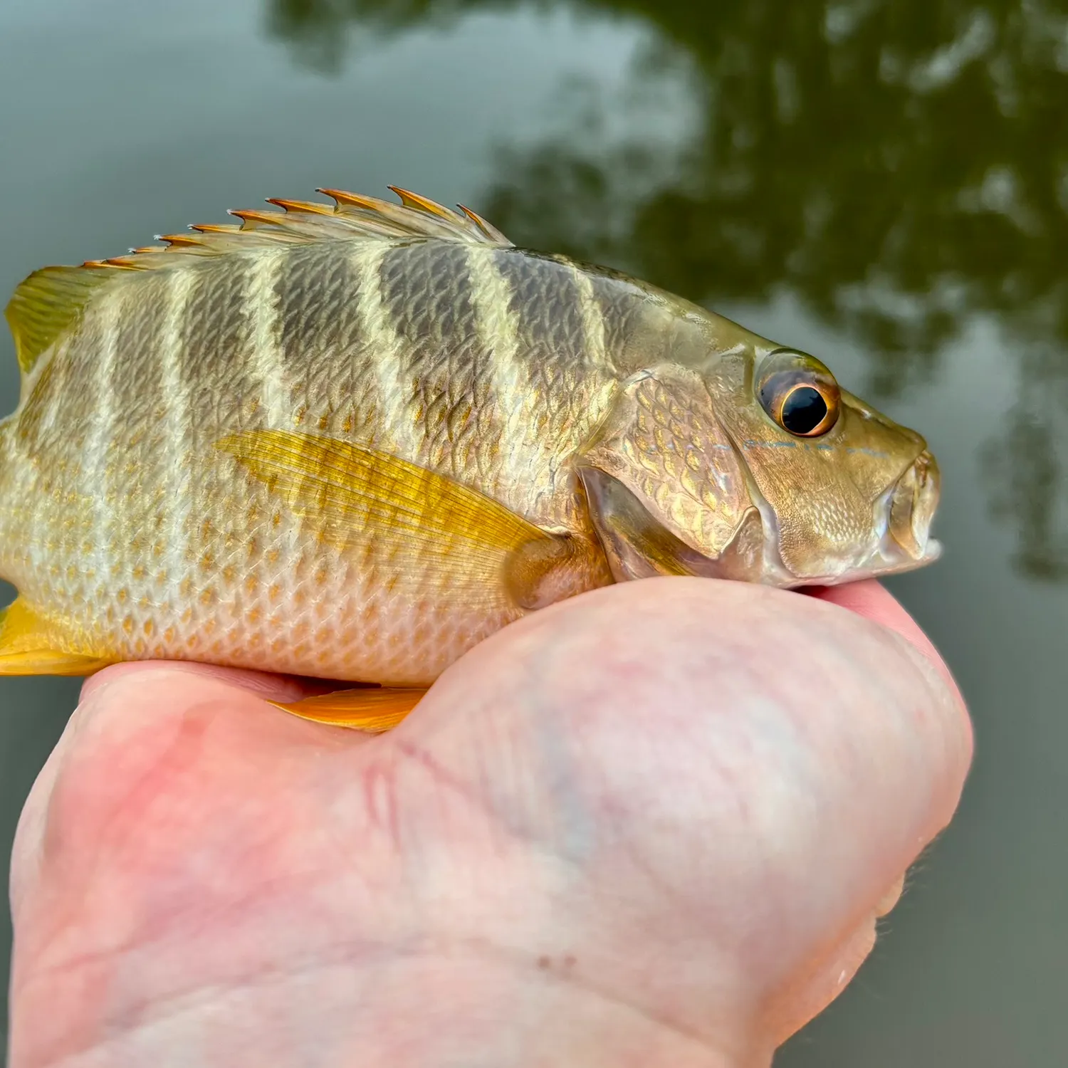 The most recent Schoolmaster snapper catches on Fishbrain