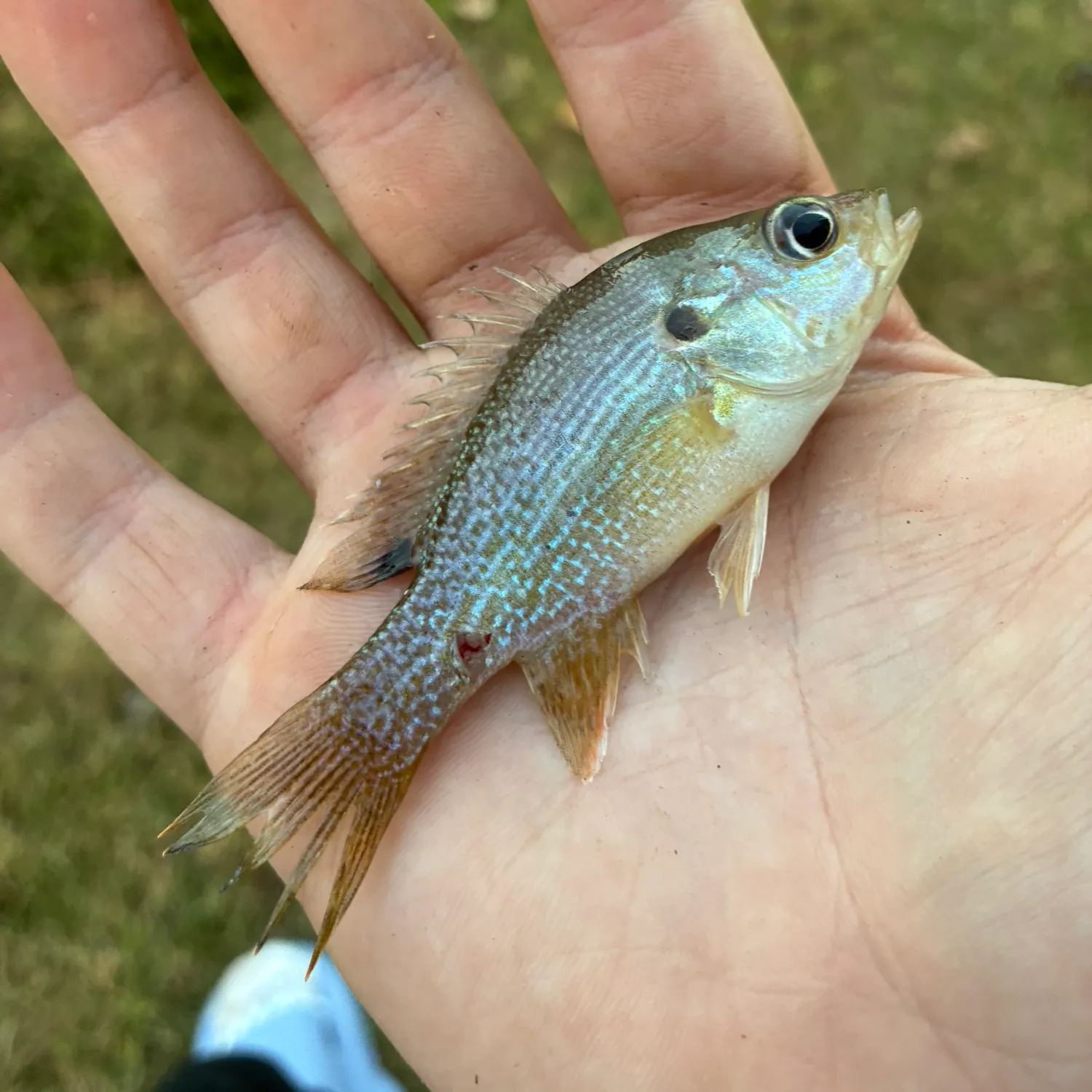 The most recent Wargill hybrid catches on Fishbrain