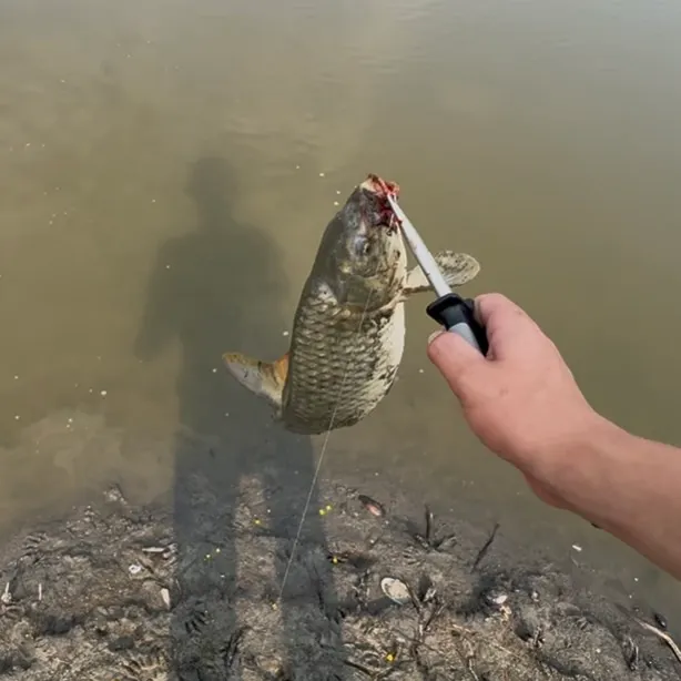 The most recent Common carp catches on Fishbrain