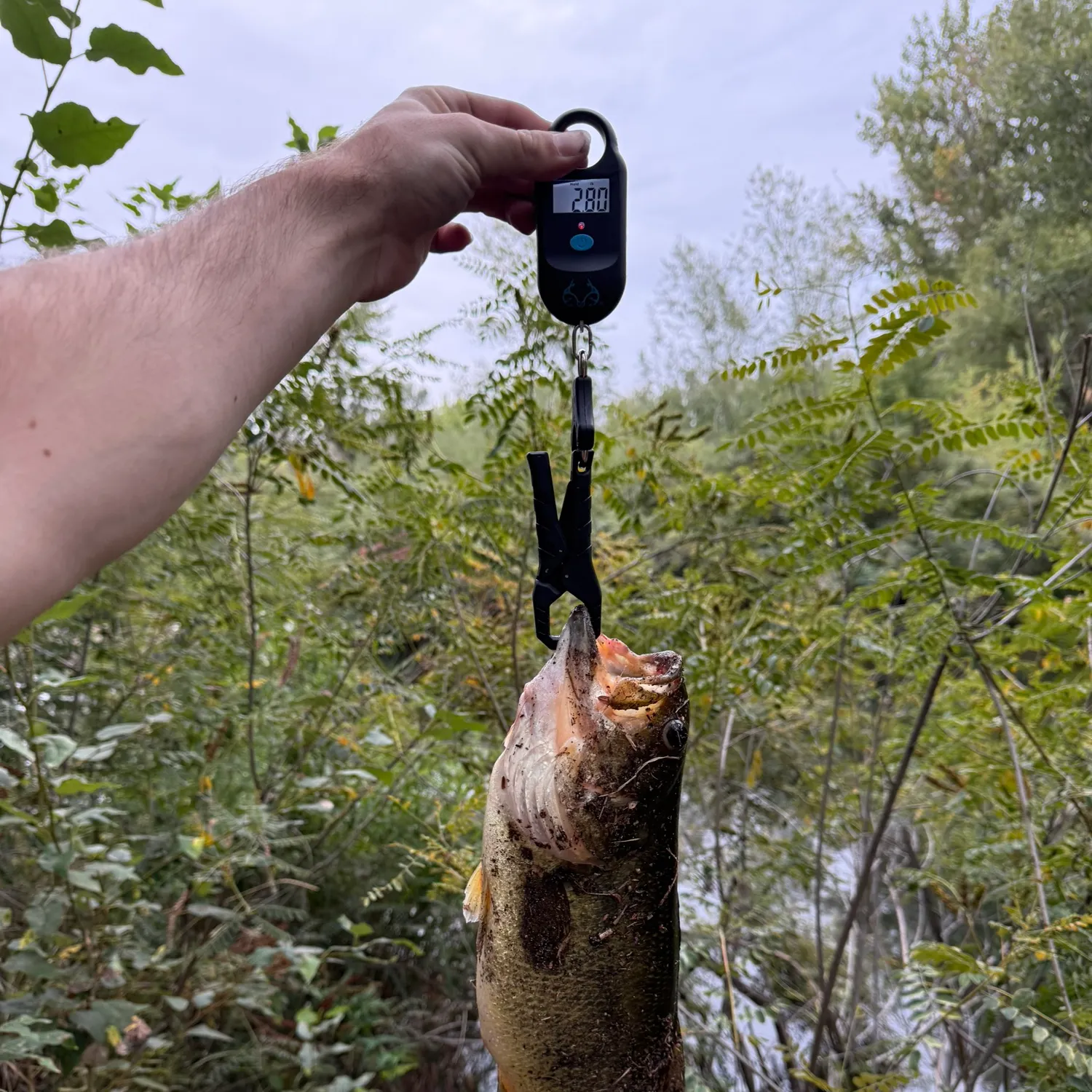 Largemouth bass caught on Fishbrain
