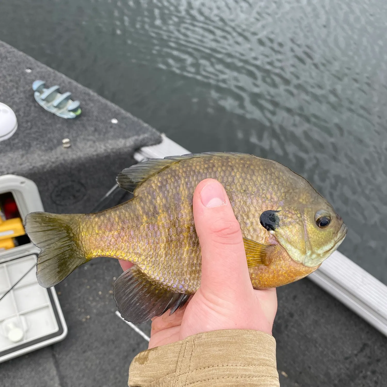 Bluegill caught on Fishbrain