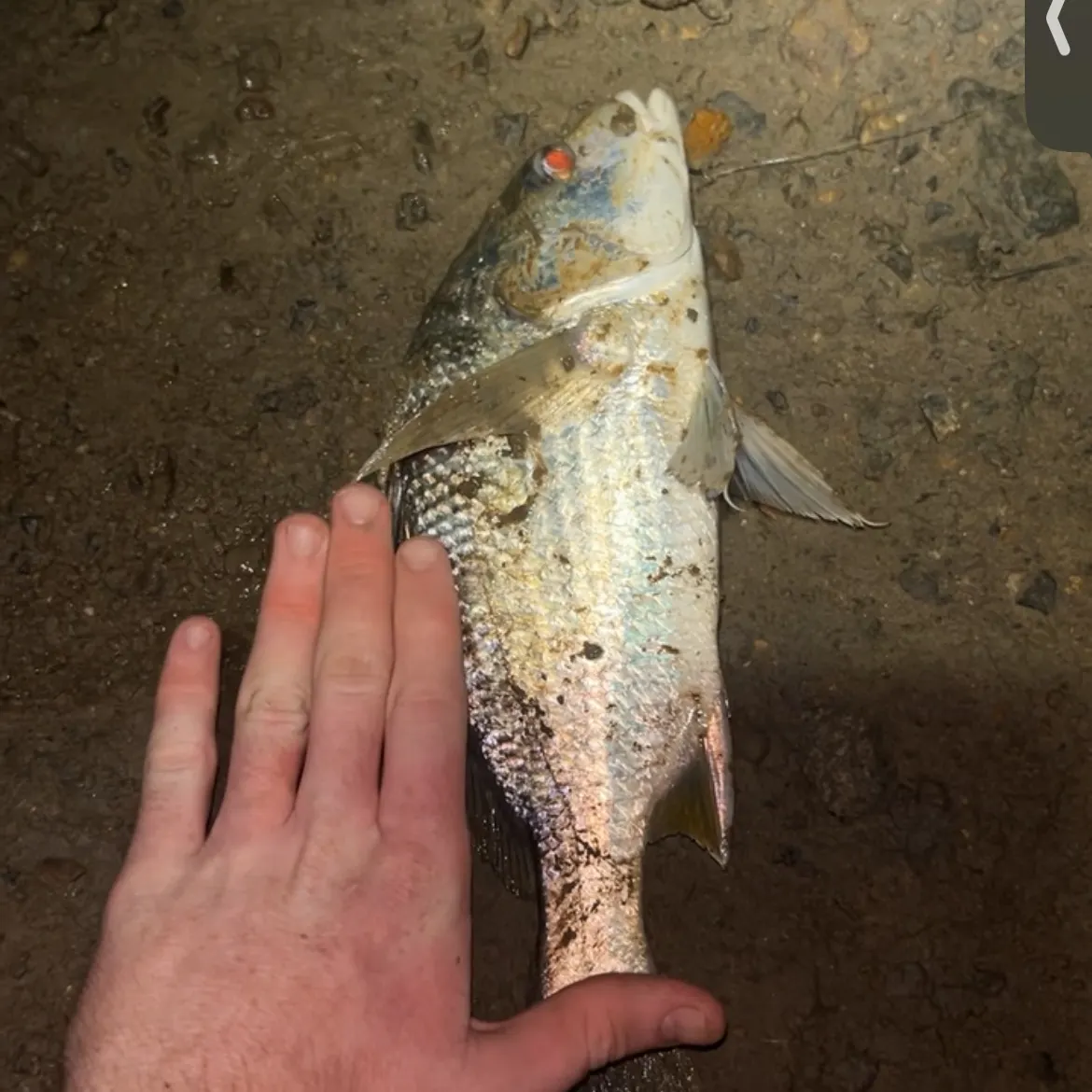 The most recent Javelin grunter catches on Fishbrain