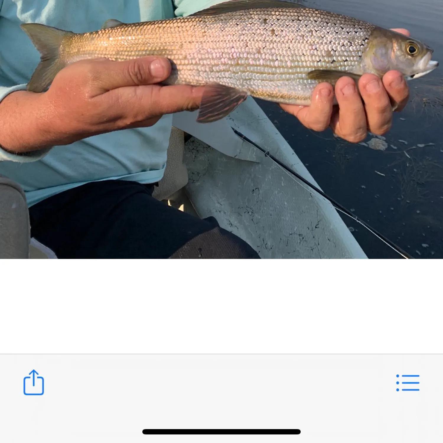 recently logged catches