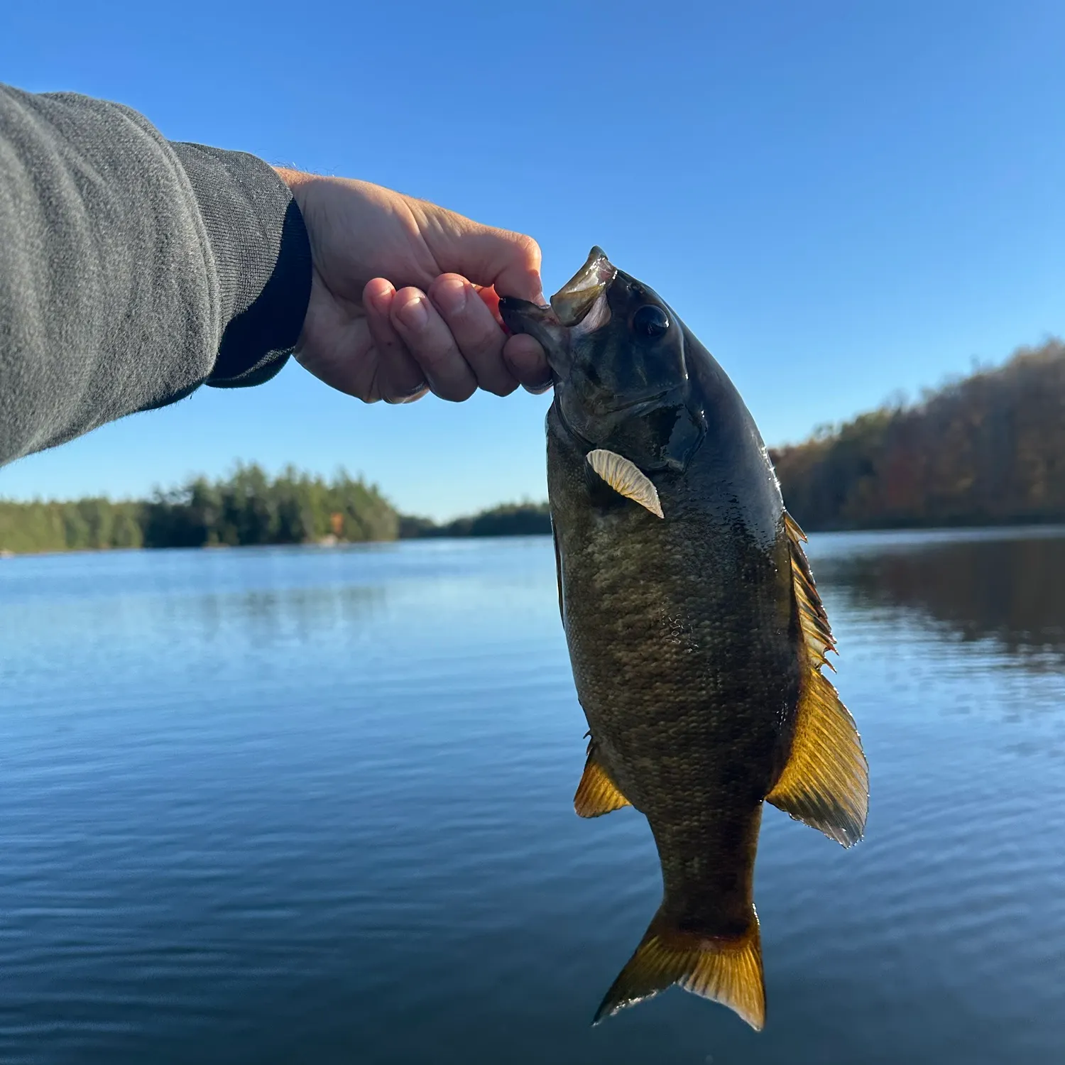 Smallmouth bass caught on Fishbrain