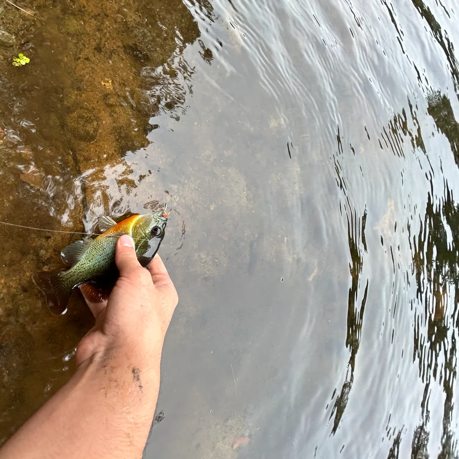 Redbreast sunfish caught on Fishbrain