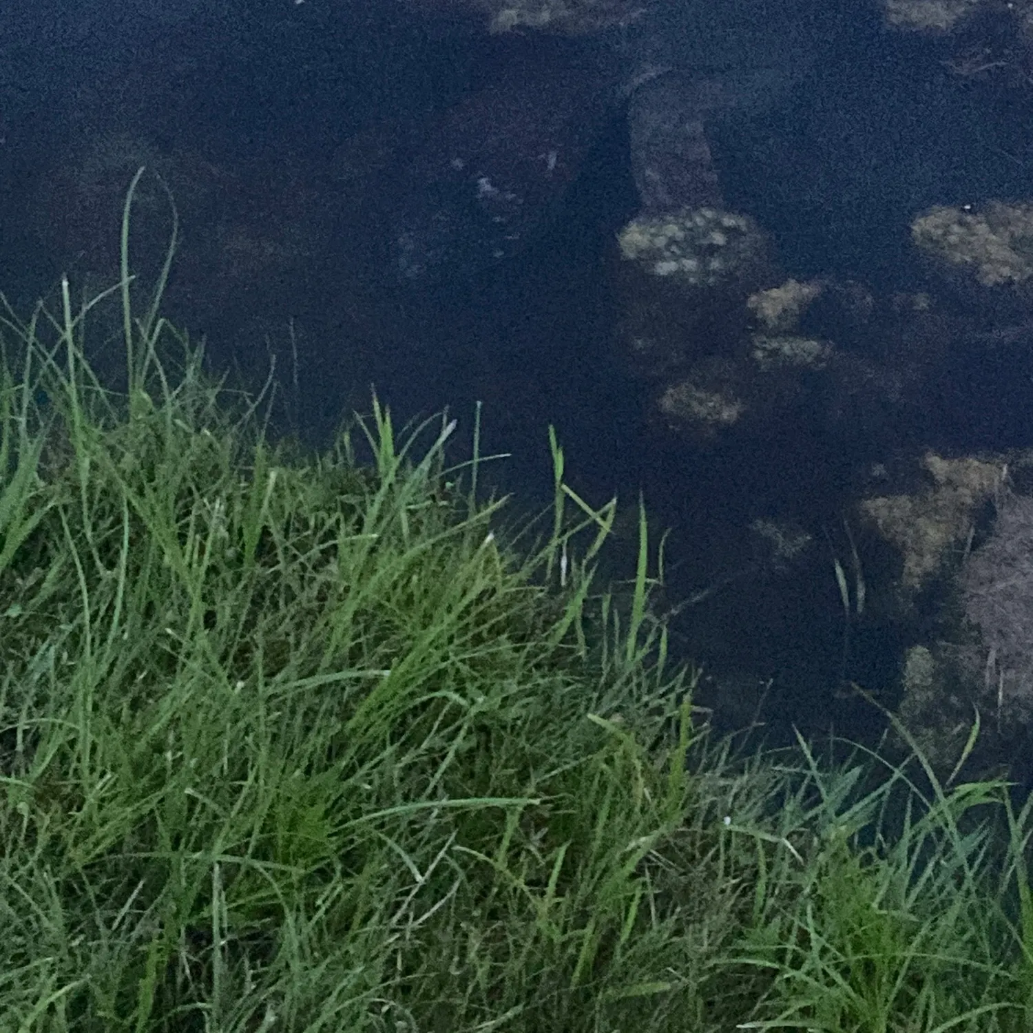 Common snapping turtle caught on Fishbrain