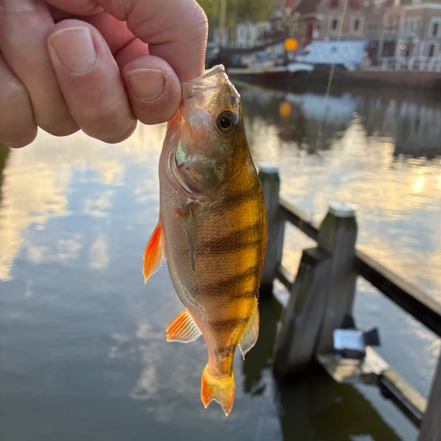 European perch caught on Fishbrain