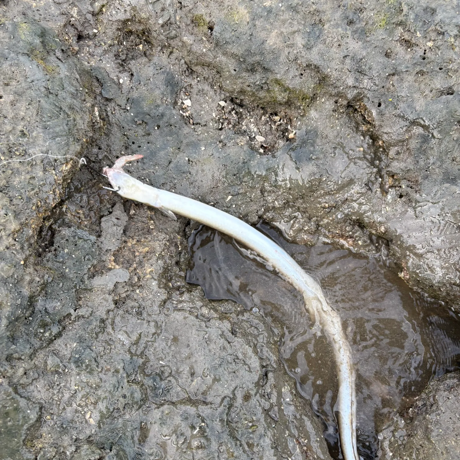 The most recent American eel catches on Fishbrain