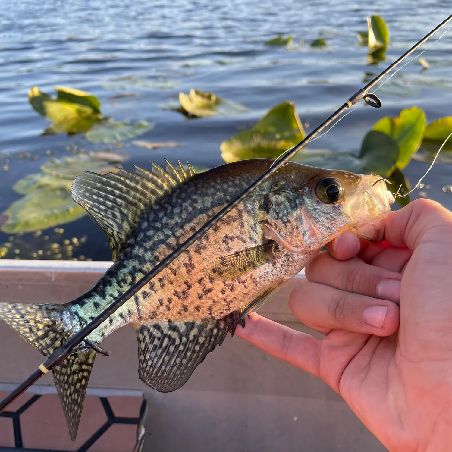 Black crappie caught on Fishbrain