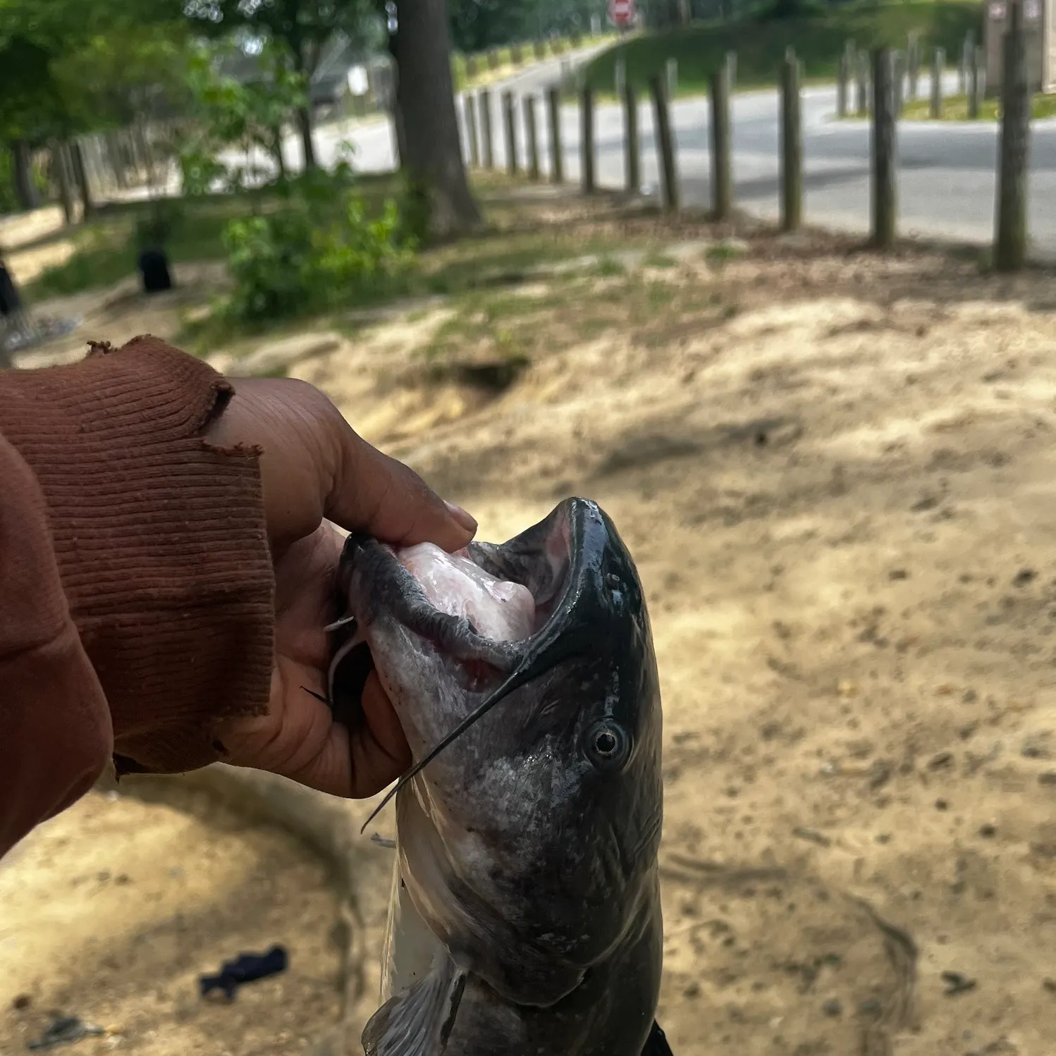 catch