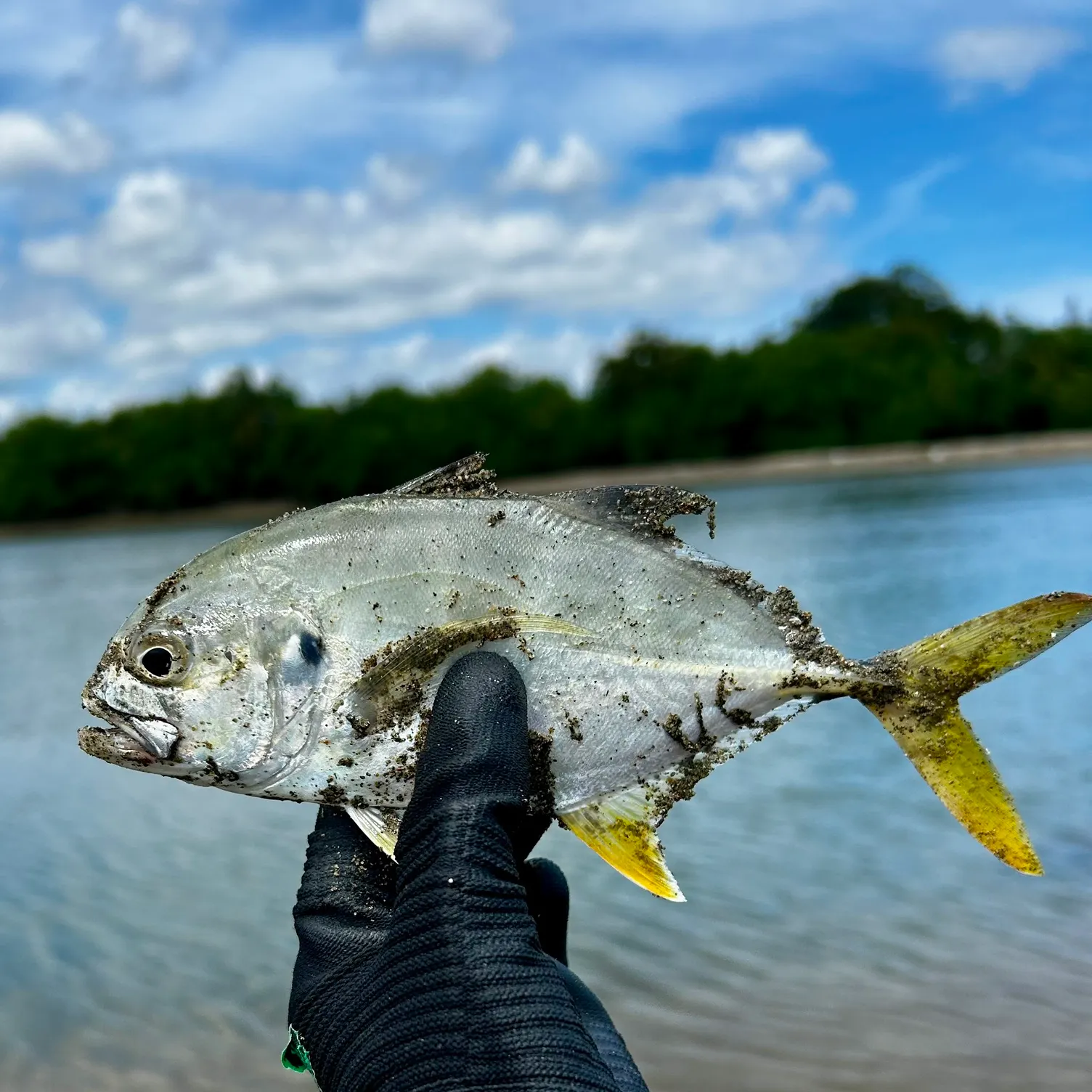 The most recent Pacific crevalle jack catches on Fishbrain
