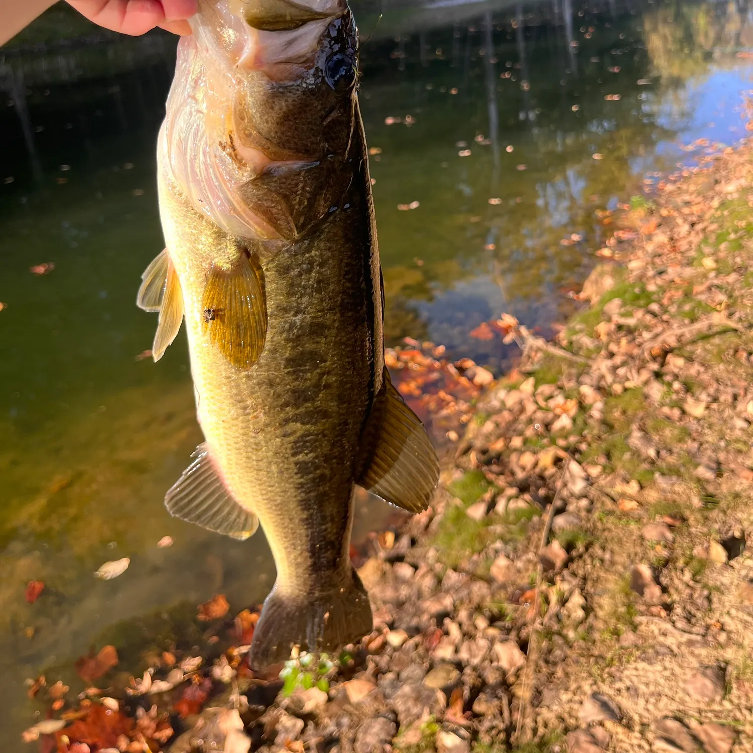Largemouth bass caught on Fishbrain