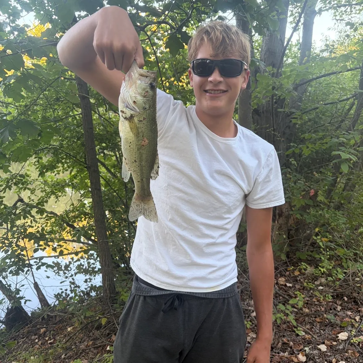 Largemouth bass caught on Fishbrain
