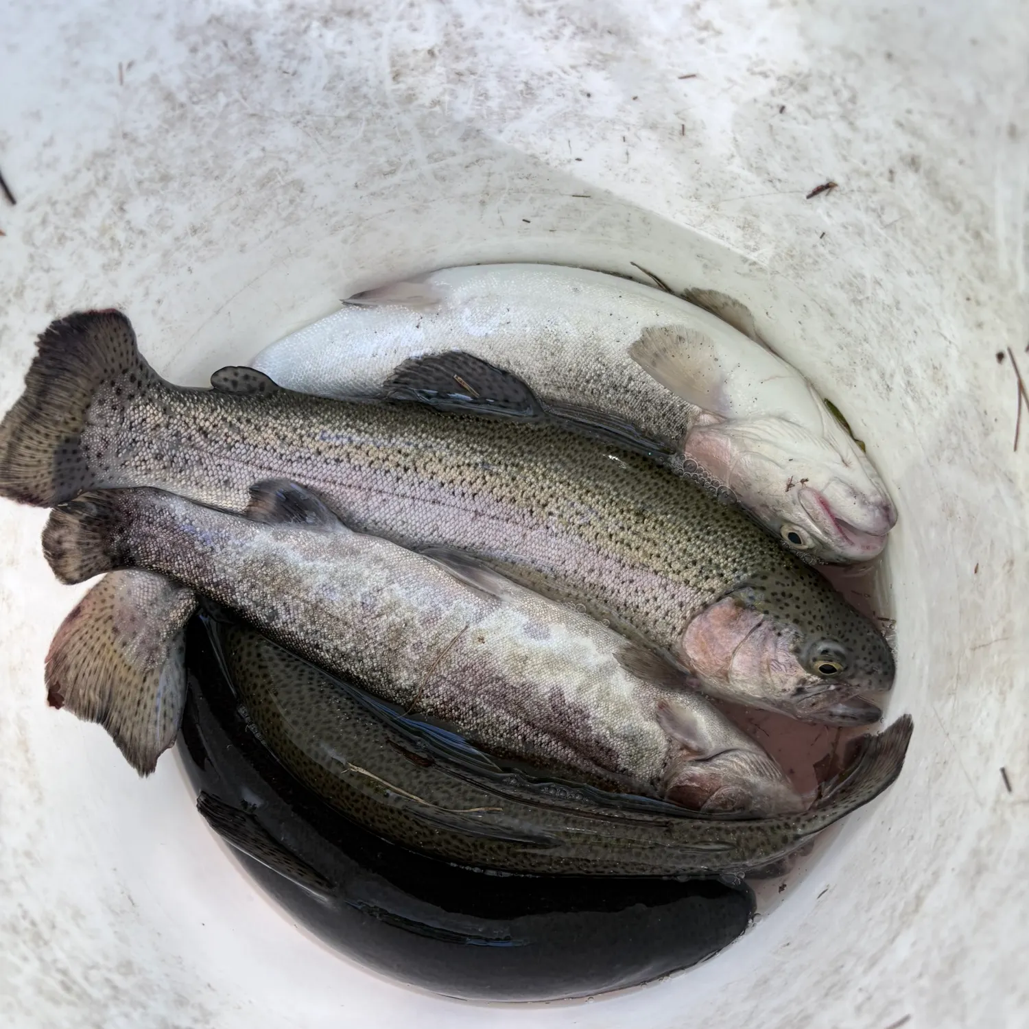 Rainbow trout caught on Fishbrain