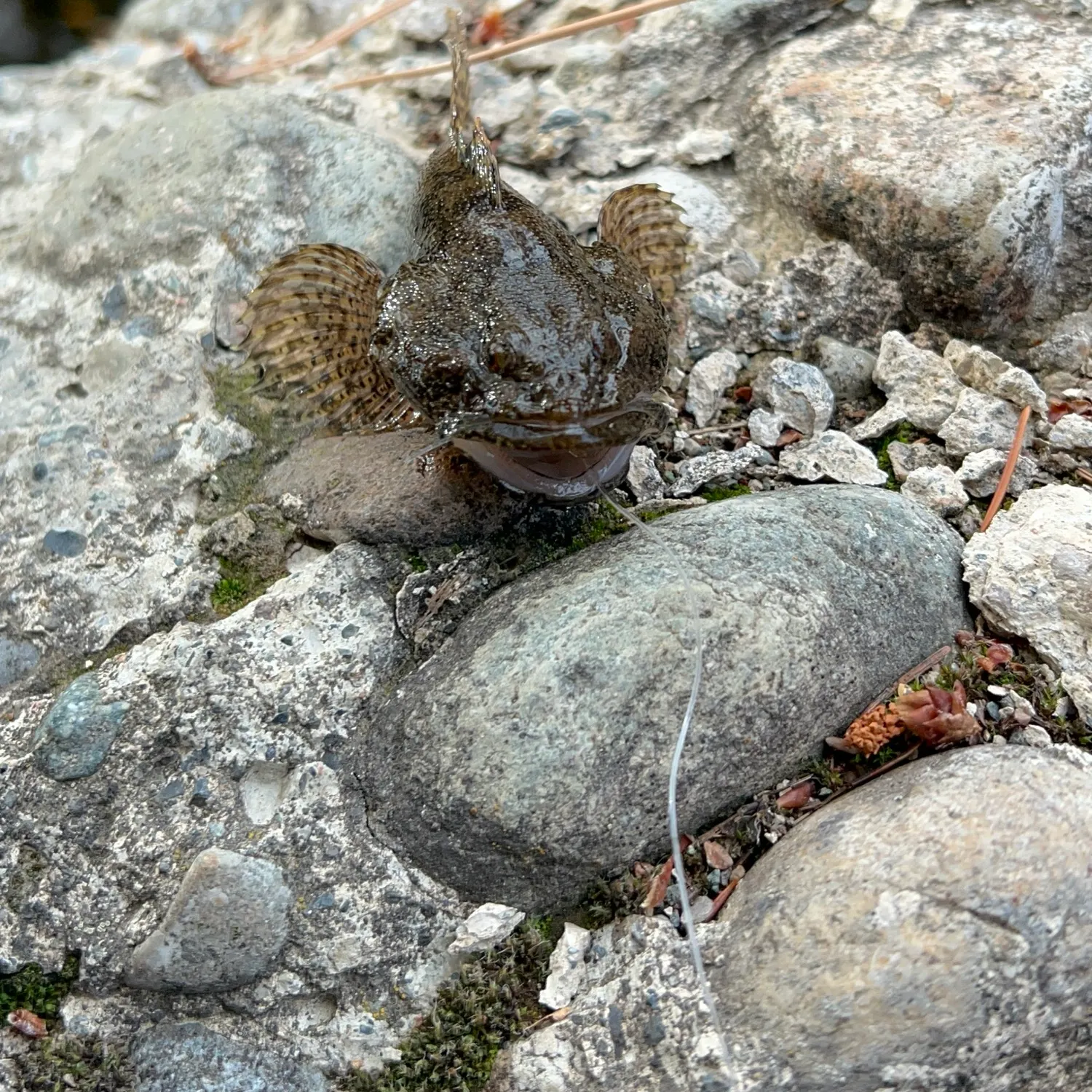 The most recent Mottled sculpin catches on Fishbrain