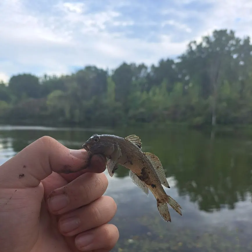 Round goby caught on Fishbrain