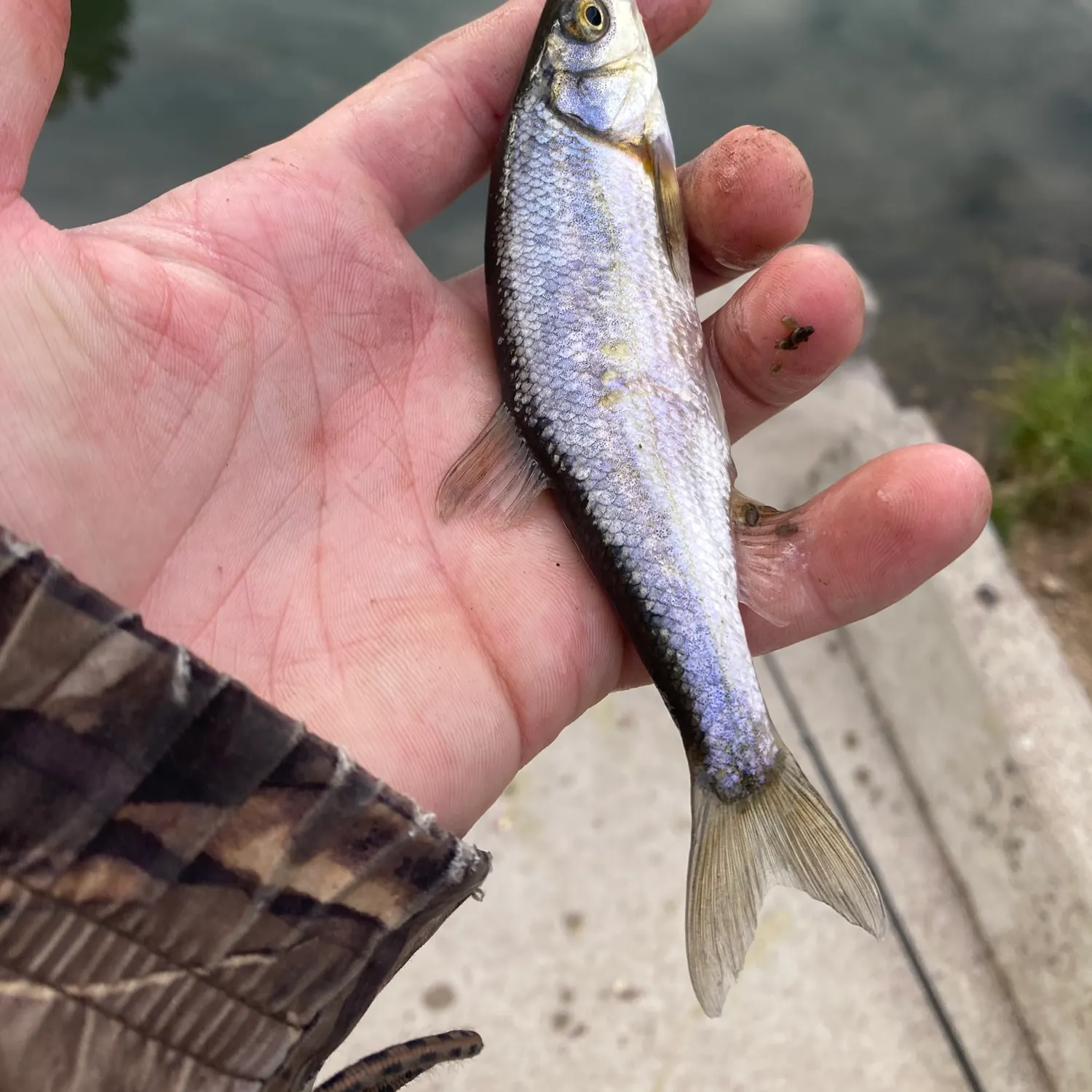 The most recent Northern leatherside chub catches on Fishbrain