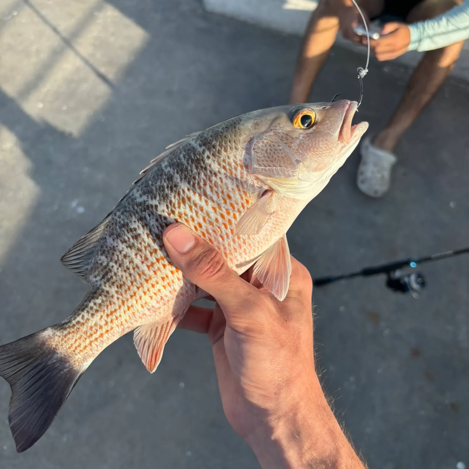 Mangrove snapper caught on Fishbrain