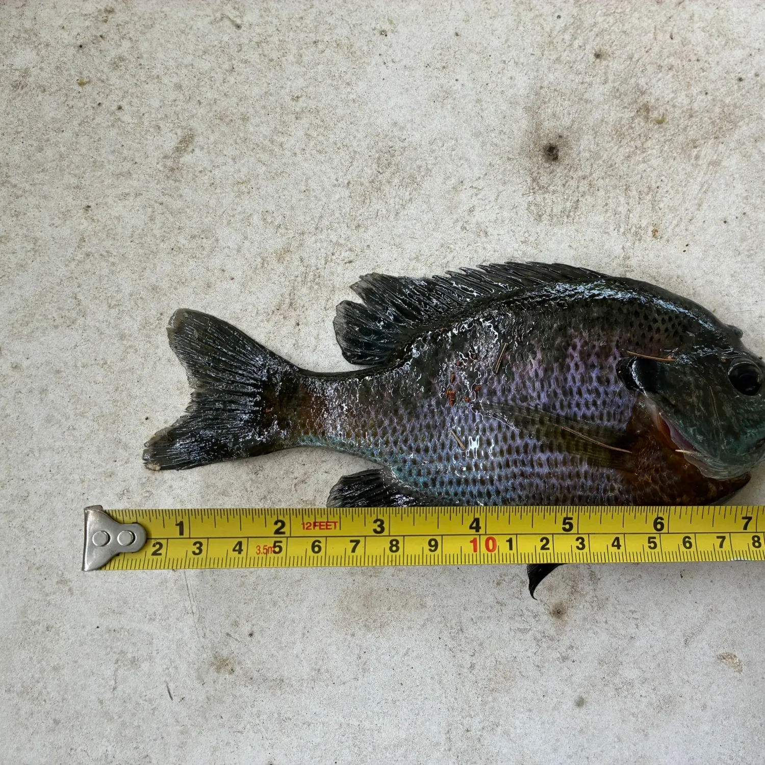 recently logged catches