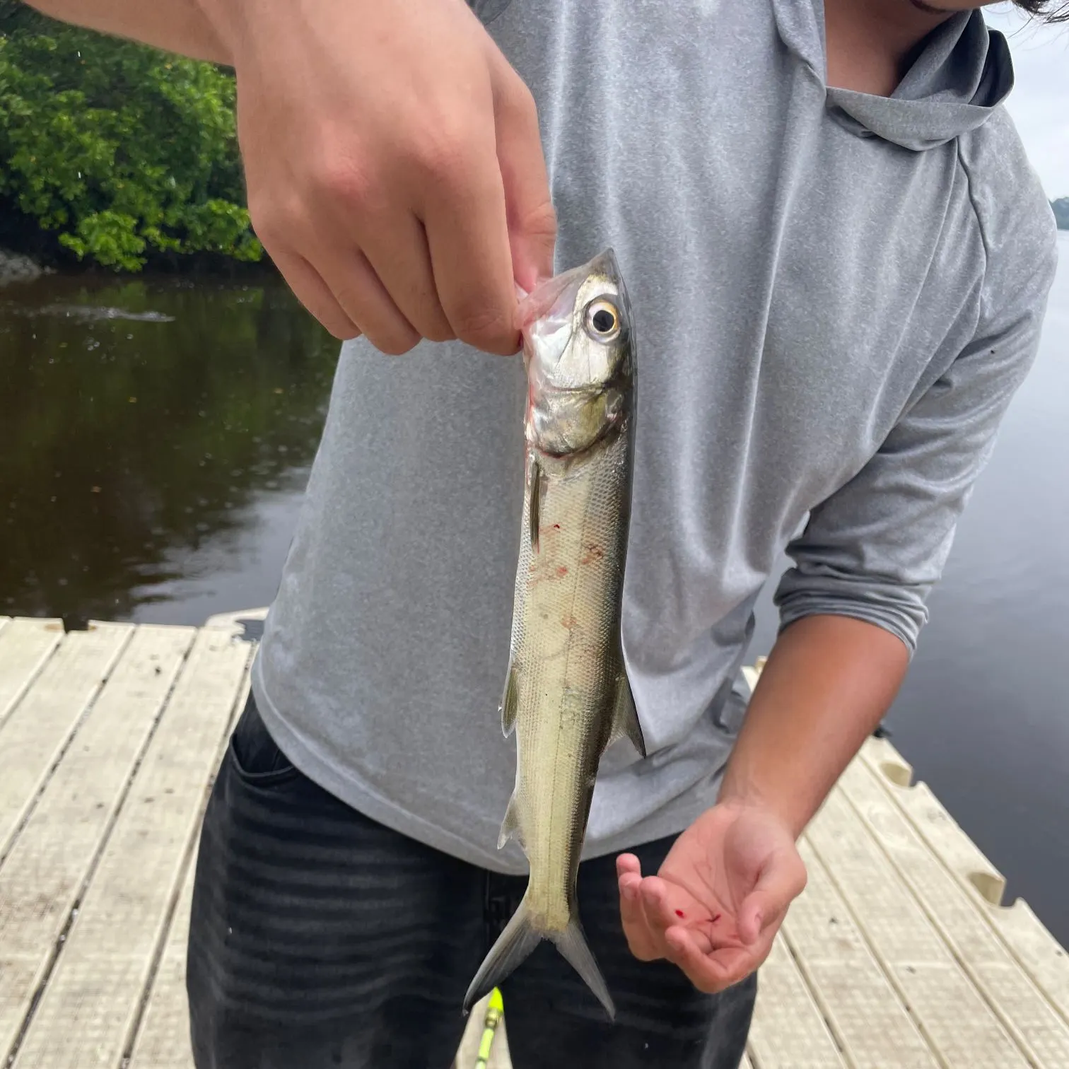 Ladyfish caught on Fishbrain
